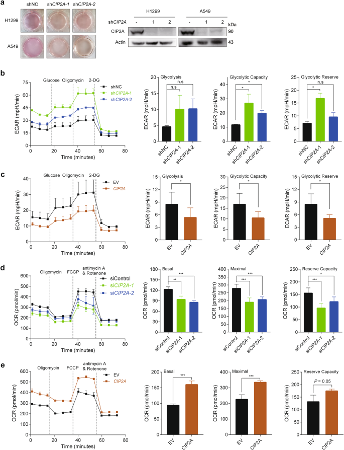 CIP2A induces PKM2 tetramer formation and oxidative phosphorylation in non-small cell lung cancer.