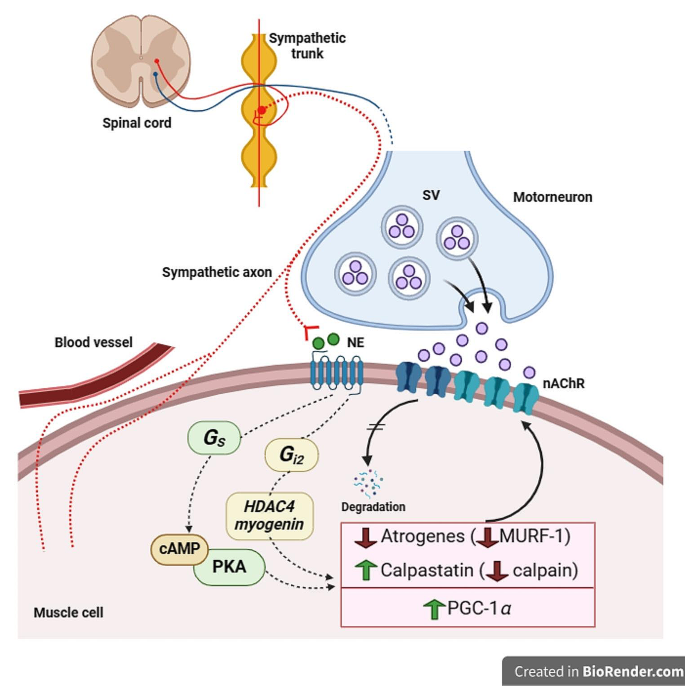 Sympathetic innervation in skeletal muscle and its role at the neuromuscular junction