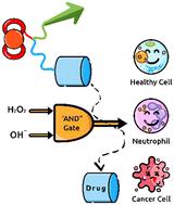 A concept of dual-responsive prodrugs based on oligomerization-controlled reactivity of ester groups: an improvement of cancer cells versus neutrophils selectivity of camptothecin†