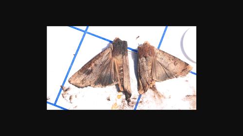 Possible mechanisms mitigating reproductive interference supposed between Xylena fumosa (Butler) and X. formosa (Butler) (Lepidoptera: Noctuidae: Xyleninae), both by-captured in a commercial pheromone trap for Helicoverpa armigera (Hübner) (Lepidoptera: Noctuidae: Heliothinae)