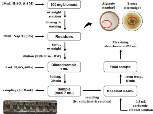 Component analysis and utilization strategy of brown macroalgae as promising feedstock for sugar platform-based marine biorefinery