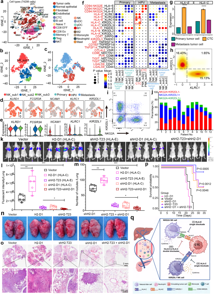 Immune checkpoints HLA-E:CD94-NKG2A and HLA-C:KIR2DL1 complementarily shield circulating tumor cells from NK-mediated immune surveillance.