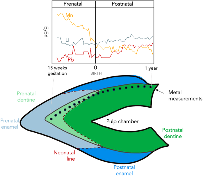 Quantified retrospective biomonitoring of fetal and infant elemental exposure using LA-ICP-MS analysis of deciduous dentin in three contrasting human cohorts.