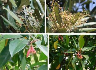 Floral scents, specialized metabolites and stress-response activities in Heritiera fomes and Bruguiera gymnorrhiza from Sundarban mangrove ecosystem.