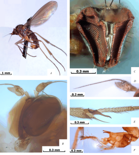 A New Species of Hercostomus Loew, 1857 (Diptera, Dolichopodidae) from India with Some Nomenclatural Notes