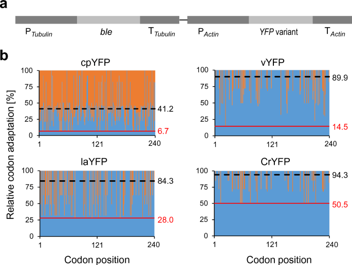 Optimized transgene expression in the red alga Porphyridium purpureum and efficient recombinant protein secretion into the culture medium.