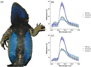 Seasonal changes in color patches and parasite load of male torquate lizards (Sceloporus torquatus)