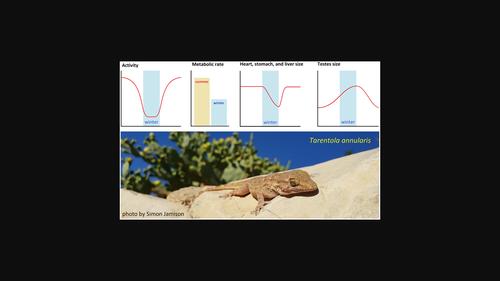 Seasonal remodeling of visceral organs in the invasive desert gecko Tarentola annularis.