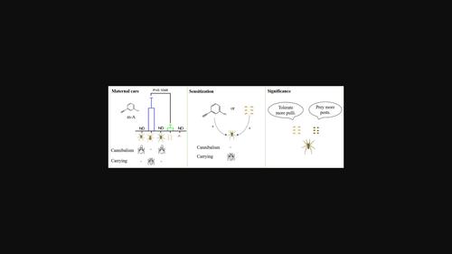 m-Aminophenylacetylene induces maternal care in a predatory spider.