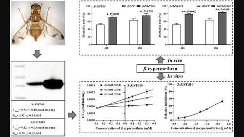 Suppressing the expression of glutathione S-transferase gene GSTd10 increases the sensitivity of Zeugodacus cucurbitae against β-cypermethrin