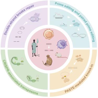 Recent advances in CRISPR/Cas-based genome insertion technologies