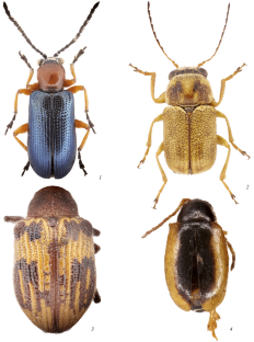 New Data on the Leaf Beetles (Coleoptera, Chrysomelidae) of Middle Asia