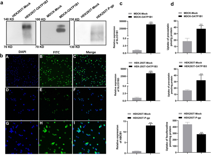 Identification and characterization of endogenous biomarkers for hepatic vectorial transport (OATP1B3-P-gp) function using metabolomics with serum pharmacology.