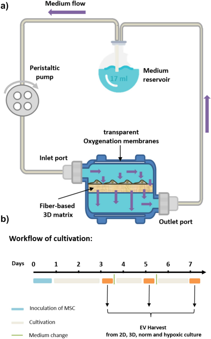 Dynamic cultivation of human mesenchymal stem/stromal cells for the production of extracellular vesicles in a 3D bioreactor system.