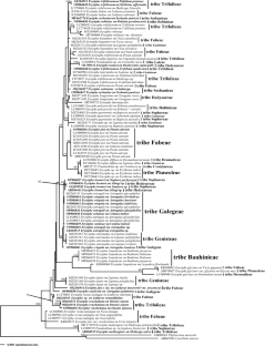 Erysiphe spp. on Fabaceae from Iran: A new insights into some complex species