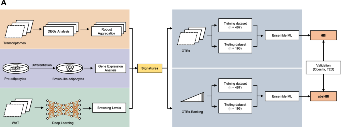 Deep learning enables the quantification of browning capacity of human adipose samples