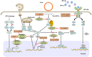 Advances in the understanding of circRNAs that influence viral replication in host cells.