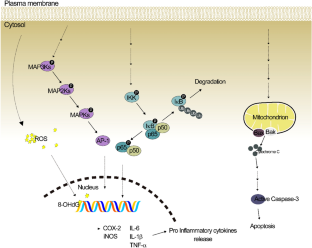 Natural products ameliorating the adverse health effects by air particulate matter