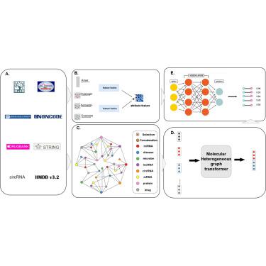 MHGTMDA: molecular heterogeneous graph transformer based on biological entity graph for miRNA-disease associations prediction