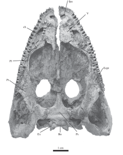 CHAPTER I. ANNOTATED SYSTEMATIC CATALOG OF TRIASSIC TETRAPODS OF RUSSIA