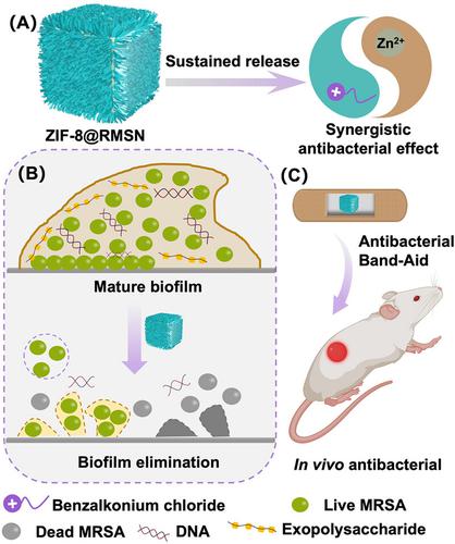 A core–shell-structured zeolitic imidazolate framework@cationic antimicrobial agent templated silica nanocomposite for tackling antibiotic resistant bacteria infection