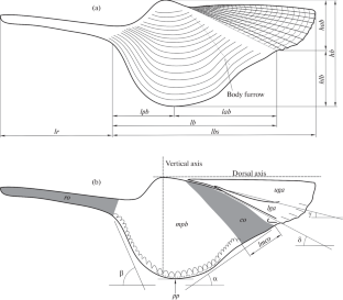 Taxonomical Diversity and Morphology of Rostroconch Shells of the Family Arceodomidae fam. nov. from the Early Permian Shakhtau Reef Massif (Mollusca; Southern Cis-Urals)