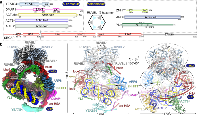 Structural insights into histone exchange by human SRCAP complex.