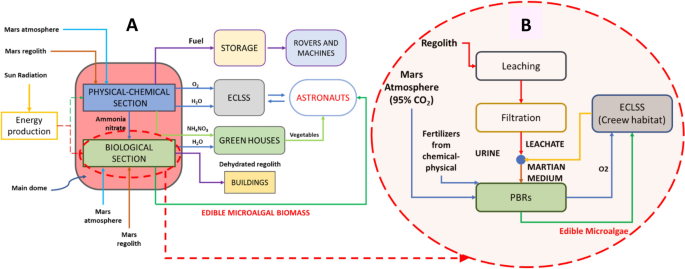 Effects of a novel bioprocess for the cultivation Synechococcus nidulans on Mars on its biochemical composition: focus on the lipidome