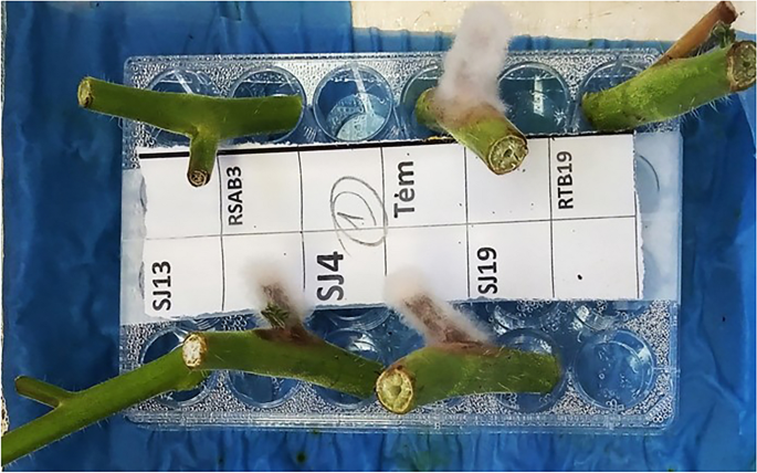 Biocontrol potential of native Algerian bacteria isolated from greenhouses against Botrytis cinerea and Oidium neolycopersici on tomato