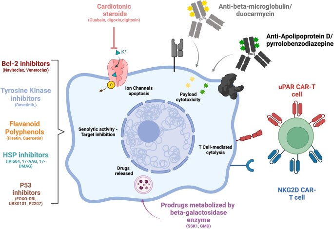 Senolytics: from pharmacological inhibitors to immunotherapies, a promising future for patients' treatment.