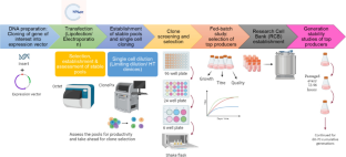 From Efficiency to Yield: Exploring Recent Advances in CHO Cell Line Development for Monoclonal Antibodies.