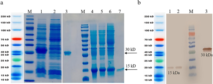 A novel nanobody-based immunocytokine of a mutant interleukin-2 as a potential cancer therapeutic.