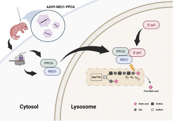 Gene therapy corrects the neurological deficits of mice with sialidosis