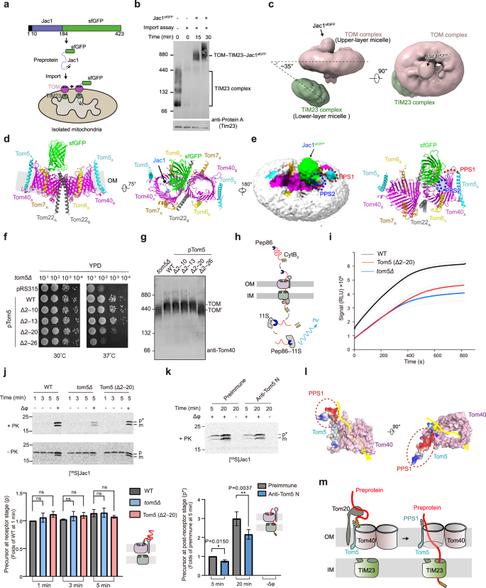 The architecture of substrate-engaged TOM-TIM23 supercomplex reveals preprotein proximity sites for mitochondrial protein translocation.