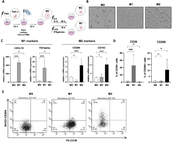 Protocols for Co-Culture Phenotypic Assays with Breast Cancer Cells and THP-1-Derived Macrophages.