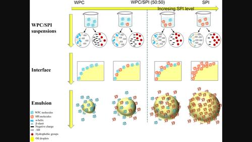 Physicochemical, structural, and emulsifying properties of stable blended whey and soy protein colloidal dispersion prepared by pH-shifting and ultrasound