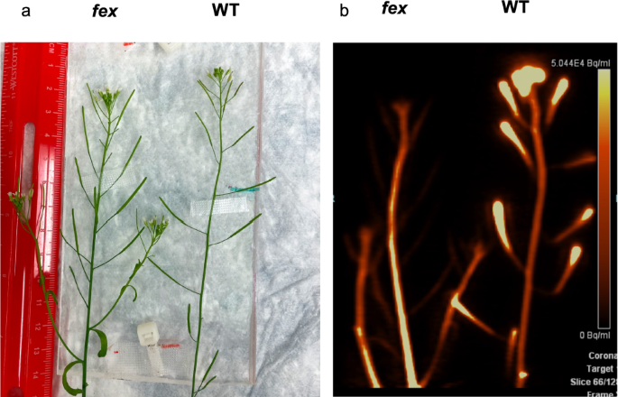 Fluoride transport in Arabidopsis thaliana plants is impaired in Fluoride EXporter (FEX) mutants.