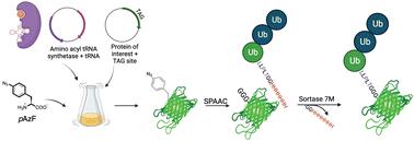 Sortase mediated protein ubiquitination with defined chain length and topology†