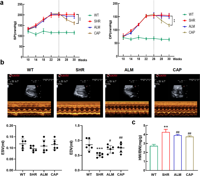 Lipoamide Attenuates Hypertensive Myocardial Hypertrophy Through PI3K/Akt-Mediated Nrf2 Signaling Pathway.