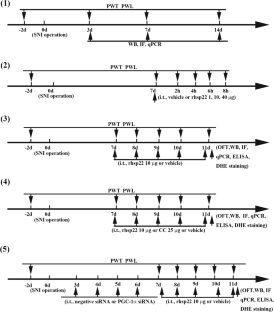 Heat Shock Protein 22 Attenuates Nerve Injury-induced Neuropathic Pain Via Improving Mitochondrial Biogenesis and Reducing Oxidative Stress Mediated By Spinal AMPK/PGC-1α Pathway in Male Rats.