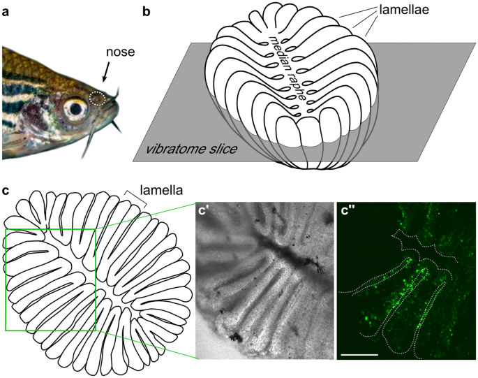 Calcium imaging of adult olfactory epithelium reveals amines as important odor class in fish.