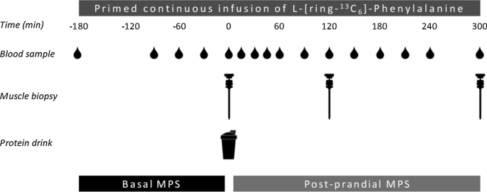 The muscle protein synthetic response following corn protein ingestion does not differ from milk protein in healthy, young adults.