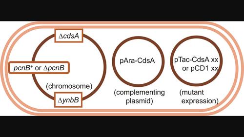 CdsA, a CDP-diacylglycerol synthase involved in phospholipid and glycolipid MPIase biosynthesis, possesses multiple initiation codons