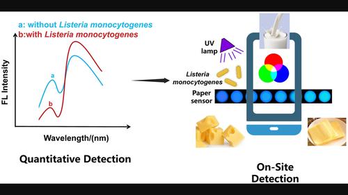 On-site rapid detection of Listeria monocytogenes in dairy products using smartphone-integrated device-assisted ratiometric fluorescent sensors