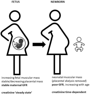 A mechanistic reflection on the relationship between maternal and neonatal serum creatinine values at delivery.