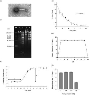 Staphylococcus aureus lytic bacteriophage: isolation and application evaluation