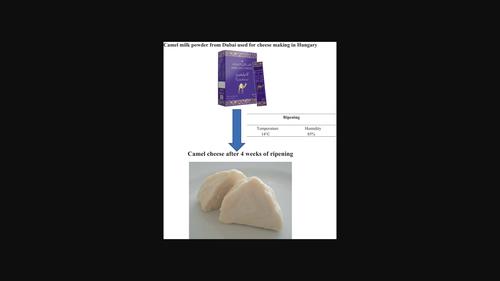 Comparison of quality properties of powder milk-based camel cheese depending on calf rennet concentration and microbial transglutaminase