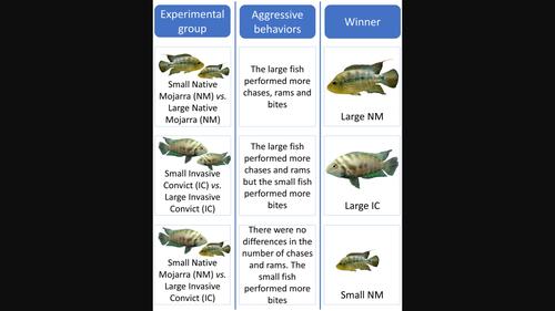 Aggressiveness overcomes body-size effects in contests between native and invasive cichlid fishes