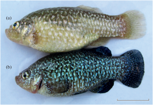 Ontogeny of Larval Pearl-Spotted Killifish Paraphanius mento (Aphaniidae) Distributed in the Nemrut Crater Lake (Eastern Turkiye): A Histological and Microscopic Perspective