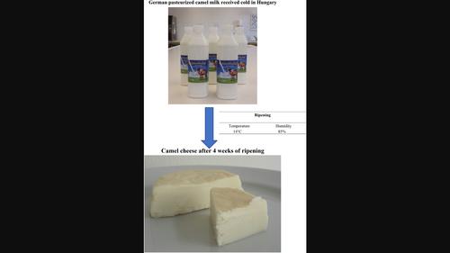 Comparison of quality properties of pasteurized milk-based camel cheese depending on calf rennet concentration and microbial transglutaminase